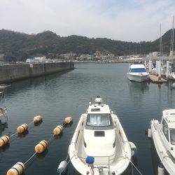 またコウイカ行ってきました