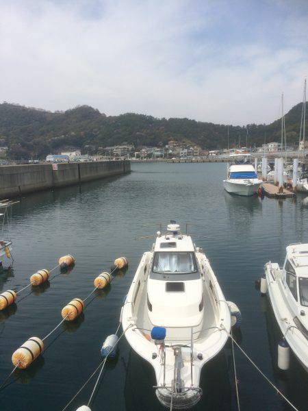 またコウイカ行ってきました