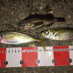 短時間アジング…。