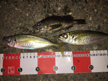 短時間アジング…。