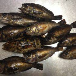 貝塚人工島での釣果