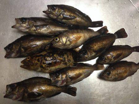 貝塚人工島での釣果