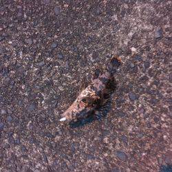 シークレットポイント メバリング