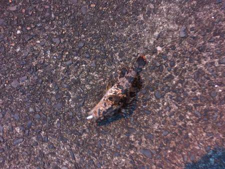 シークレットポイント メバリング