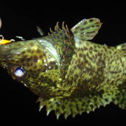 ワームとプラグ