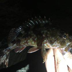 初めての淡路島釣行