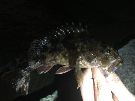 初めての淡路島釣行