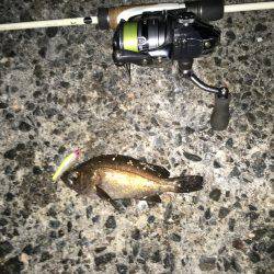 プラグでメバル