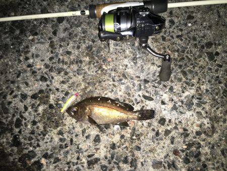 プラグでメバル