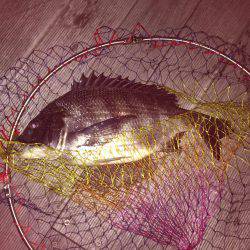 ボトム攻めでチヌ