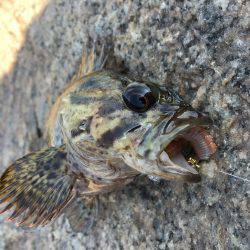 根魚で暇つぶし