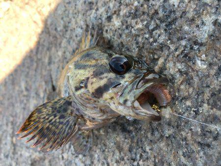根魚で暇つぶし