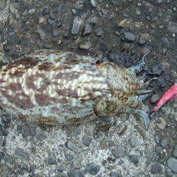 ライトエギング