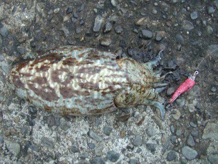 ライトエギング