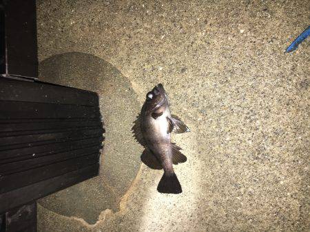 メバルはお留守