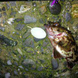 釣れるはずが、、、