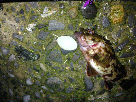 釣れるはずが、、、