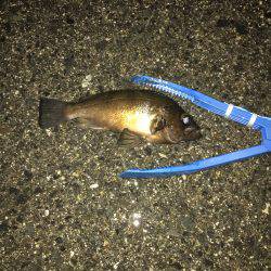 助松 メバル調査