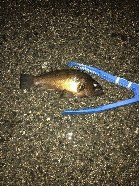 助松 メバル調査