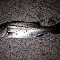 ロックフィッシュ狙いのはずがセイゴ