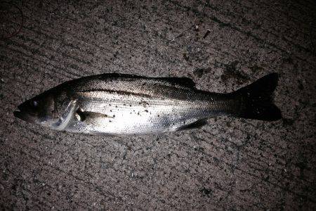 ロックフィッシュ狙いのはずがセイゴ