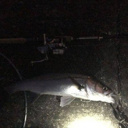 今年初シーバス