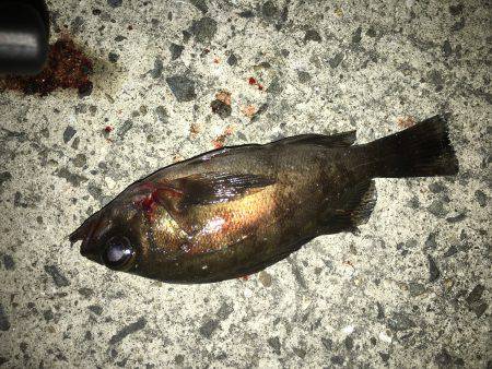 強風、ゲキシブ