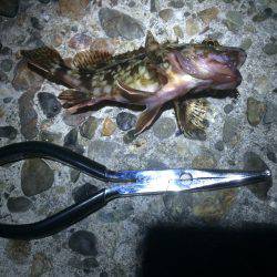 たった一人のガシリング