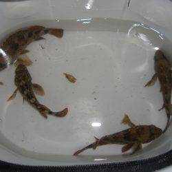 ひな祭りでガシラ祭り