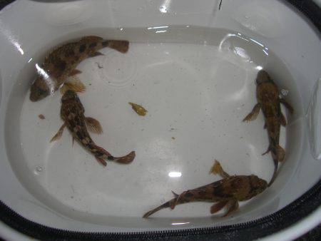 ひな祭りでガシラ祭り