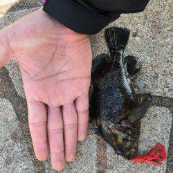 ワームで穴釣り