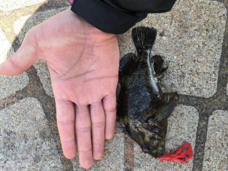 ワームで穴釣り