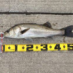 南港でハネ‼︎