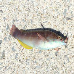 コウイカ どこ行った？