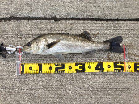 南港でハネ‼︎