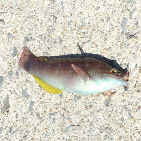 コウイカ どこ行った？