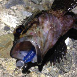 寒暖差が大きくて、魚達も…