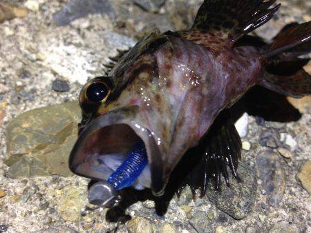 寒暖差が大きくて、魚達も…