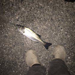 ショートバイト!