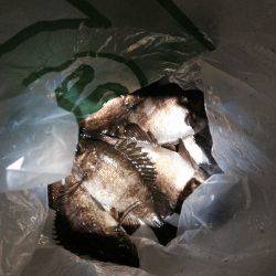 メバリングにて