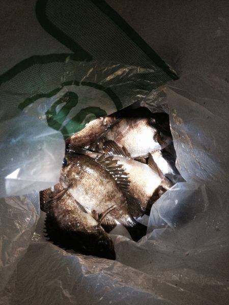 メバリングにて