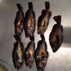 連夜メバリング