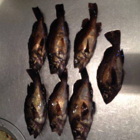 連夜メバリング