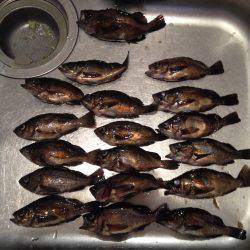 連夜メバリング2