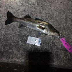 一投目で来た〜！