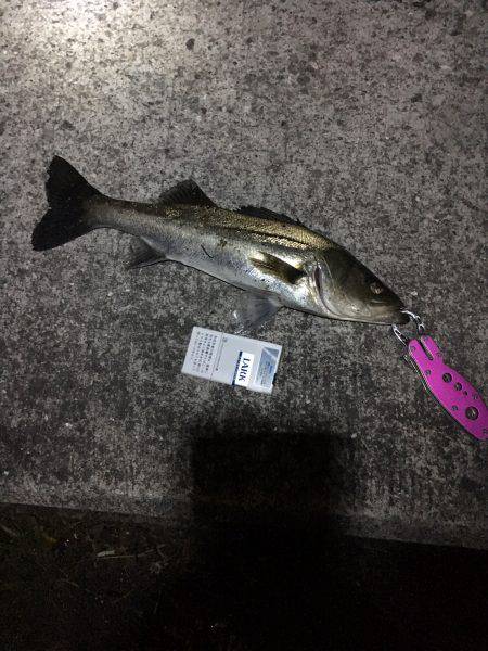 一投目で来た〜！