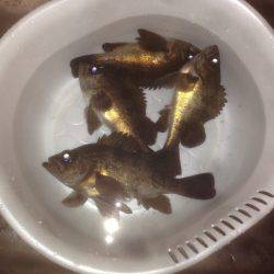 仕事帰りにメバル