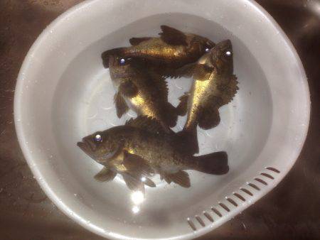 仕事帰りにメバル