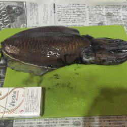 コウイカエギング