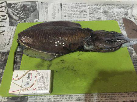 コウイカエギング